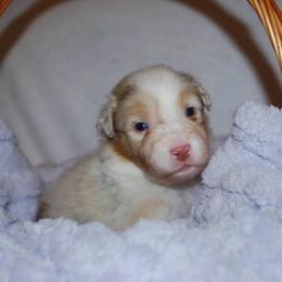 Alibi - Red merle male Australian Shepherd puppy in Alma, Georgia from Epiphany Australian Shepherds
