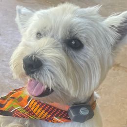 Mo - West Highland White Terrier
