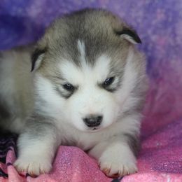 Riven - Sable and white male Alaskan Malamute puppy in Independence, Virginia from New River Valley Malamutes
