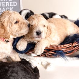 Bernedoodle Puppies from Sugarcreek Haven Bernedoodles