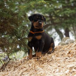 Doberman Pinscher Puppies from Laurel Vail