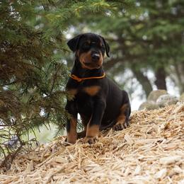 Doberman Pinscher Puppies from Laurel Vail