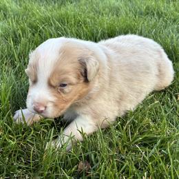 Ash - Red merle male Australian Shepherd puppy in Weston, Idaho from Cedarville Aussies