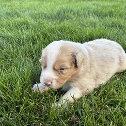 Ash - Red merle male Australian Shepherd puppy in Weston, Idaho from Cedarville Aussies