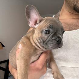 Lady Red - Blue female French Bulldog puppy in Anaheim, California from Brightest Days Ahead