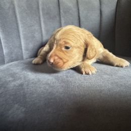 Crackle - Red female Dachshund puppy in Knoxville, Tennessee from East TN Dachshunds