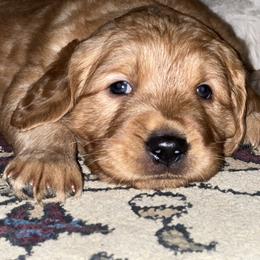 Pink - Dark golden female Golden Retriever puppy in Sedro Woolley, Washington from Singing Dog Farm