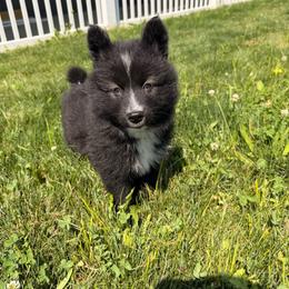 Espresso - male Nenets Herding Laika puppy in Rockville, Maryland from Skais the Limit