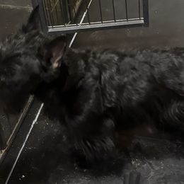 Fiona - Scottish Terrier
