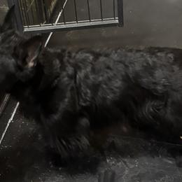 Fiona - Scottish Terrier