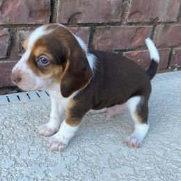 Boy 3 (Grey) - Tan and white male Beagle puppy in Crestview, Florida from Alicia's Beagles