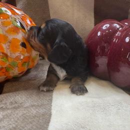 Male black and tan longhair - Black and tan male Dachshund puppy in Andalusia, Alabama from Sweet Home Alabama Dachshunds