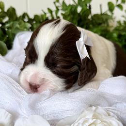 Girl 1 - female English Springer Spaniel puppy in Tea, South Dakota from Mindy's English Springer Spaniels