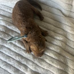Blue collar AKC - Red  male Poodle puppy in Powder Springs, Georgia from West Cobb Dogs