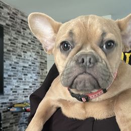 Coco - Cream French Bulldog puppy in Middletown, Rhode Island from Royal Frenchies LLC