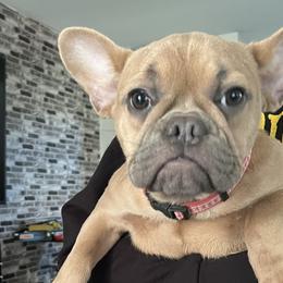 Coco - Cream French Bulldog puppy in Middletown, Rhode Island from Royal Frenchies LLC