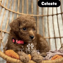 Celeste - Red  female Poodle puppy in Belleville, New Jersey from TK Poodles