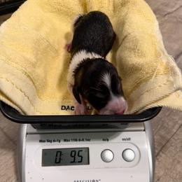 First - Piebald male Dachshund puppy in Irving, Texas from DFW Dachshunds by G & S