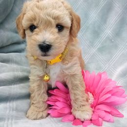 Assorted Doodle Crosses, Shihpoo, and Shih Tzu Puppies from Curls & Paws Canines