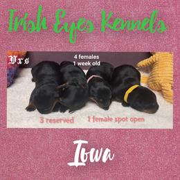 Girl 2 - Black and mahogany female Rottweiler puppy in De Witt, Iowa from Irish Eyes Kennels