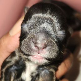 Little Hershy Kizz - Chocolate and tan female Shih Tzu puppy in Chapel Hill, North Carolina from A Handful of Love Breeders.LLC