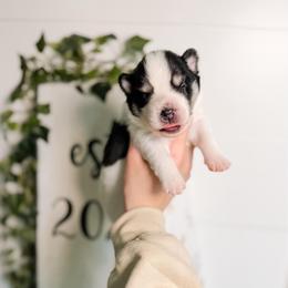 Bumble-Bee - Black and white male Pomsky puppy in Cleveland, Ohio from Lake Point Pomskies