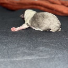 Bambie - White blue merle and tan male Shetland Sheepdog puppy in Warren, Texas from Romans 12 Kennels