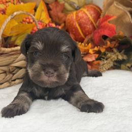 Lexie Male 1 AKC - Liver male Miniature Schnauzer puppy in Pageland, South Carolina from New Haven Farms