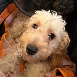 Sweetie - Cream female Maltipoo puppy in Mahwah, New Jersey from Awwws-n-Pawws