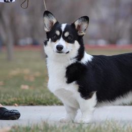 Pembroke Welsh Corgis from Sagewind Corgis