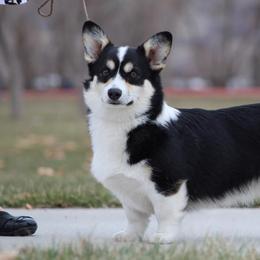 Pembroke Welsh Corgis from Sagewind Corgis