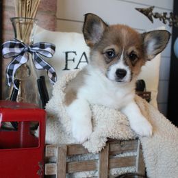 Panko - Sable female Pembroke Welsh Corgi puppy in Purcellville, Virginia from Rhone River Farm Pembroke Welsh Corgis