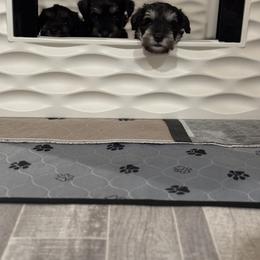 Miniature Schnauzer Puppies from Connie's Mini Schnauzer’s