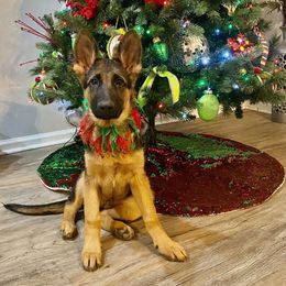 German Shepherd Puppies from 501 Shepherds