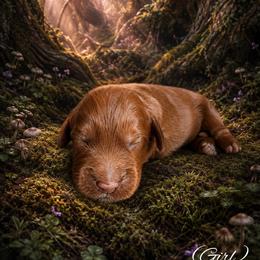 Sneezy (7 dwarfs theme) - Red  female Goldendoodle puppy in Ozark, Missouri from Halo Doodles