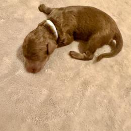 Grace - Brown female Poodle puppy in Piqua, Kansas from Legacy Farms Standard Poodles