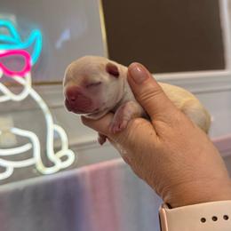 Sugar - Cream female French Bulldog puppy in Grand Praire, Texas from Von Darr Kennels