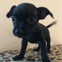 Onyx - Black male Chihuahua puppy in Mesa, Arizona from Sun Valley Chihuahuas & Malinois