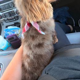 Snickers - Dapple male Dachshund puppy in Conway, Missouri from Ozark Mountain Kennel