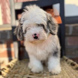 Larkin - Merle male Cavapoo puppy in Fayetteville, Arkansas from Silver Hill Farm