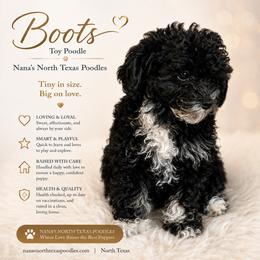 Boots - Black male Poodle puppy in Joshua, Texas from Nana’s North Texas Poodles