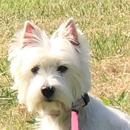 Fiona - West Highland White Terrier