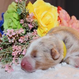 Australian Shepherd Puppies from Cooper Ridge Aussies