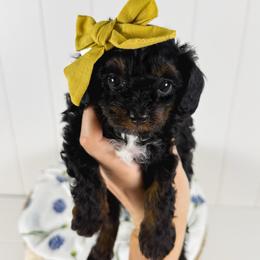 Honey - yellow collar file - Tri-color female Cavapoo puppy in Melbourne, Florida from Space Coast Doodle Co.