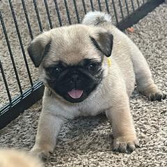 Yellow - Fawn female Pug puppy in Baylis, Illinois from Cameo's Pugs