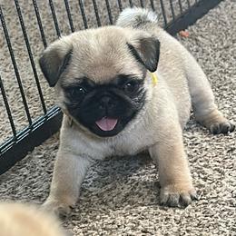 Yellow - Fawn female Pug puppy in Baylis, Illinois from Cameo's Pugs