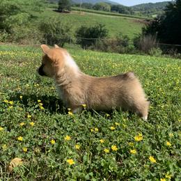Pembroke Welsh Corgi Puppies from Cahas Corgis