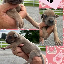 RAIN - Blue female Great Dane puppy in Wellsville, New York from Prophecy Danes