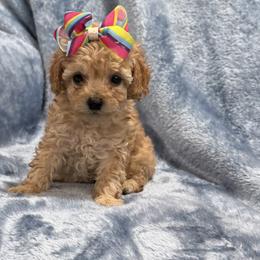 AKC toy poodle- Molly - Apricot female Poodle puppy in Tennessee Colony, Texas from Poodle an Doodles 3:16