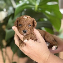 Paddington - Red  male Poodle puppy in Wharton, Texas from In the Red Poodles